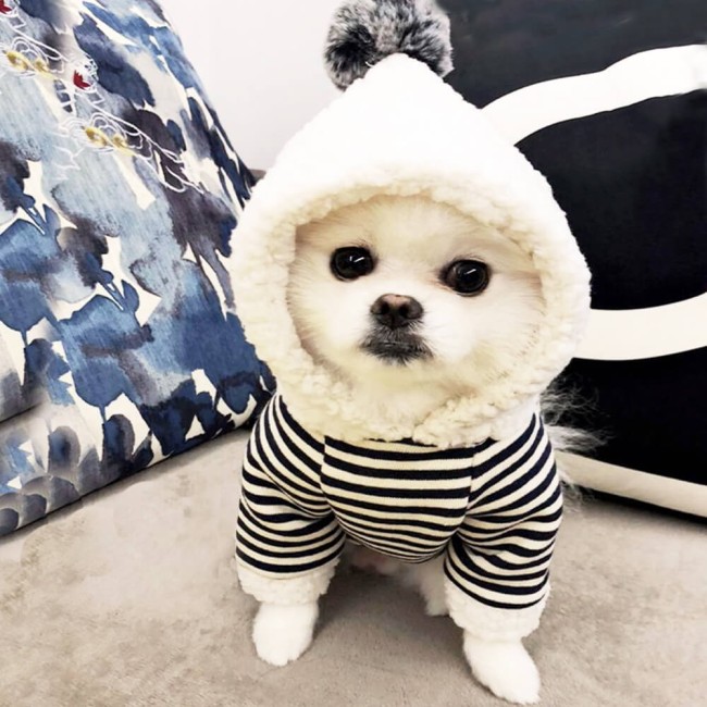 Bluza dla psa w marynarskim stylu z pomponem Sailor