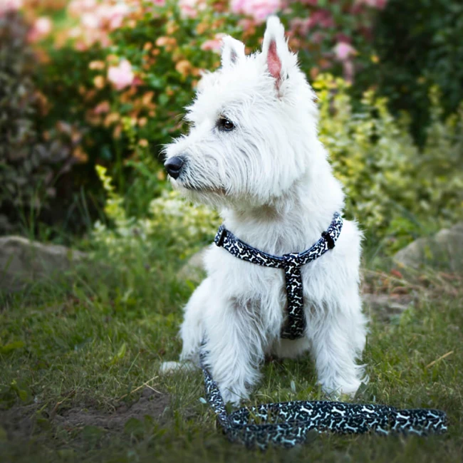 Szelki dla psa Black and Bones Czarne w kości