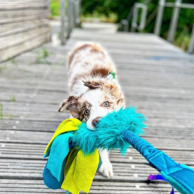 Szarpak z frędzlami dla psa