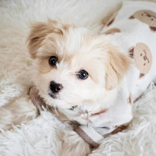 sweterek dla psa w misie.jpg