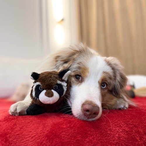 szop Mr. Scrunchy dla psa.jpg