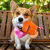 haute-diggity-dog-apawrol-dla-psa-2.png
