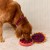 the-foggy-dog-ciasto-jagodowe-zabawka-wechowa-dla-psa.jpg