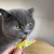 wow-cat-soft-sticks-patyczki-dla-kota-z-kurczak.webp