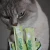 wow-cat-creamy-snack-rind-kremowa-przekaska-dla-kota-wolowina.webp