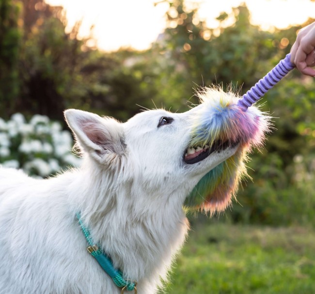Szarpak Krótki dla psa BUNGEE Wrzosowy Rainbow